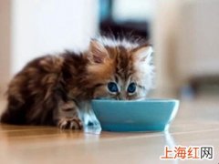 猫掉毛怎么办