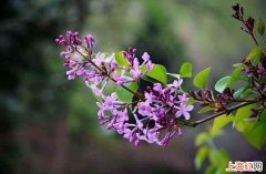 丁香花可以室内种植吗