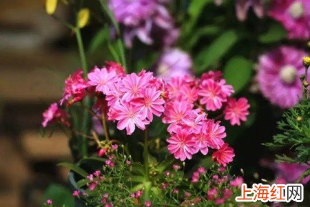 露薇花如何养护