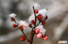 冬季梅花如何繁殖