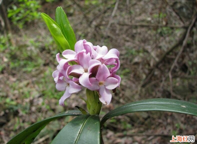 瑞香花和结香花有什么区别