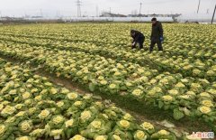 怎样栽培冬白菜