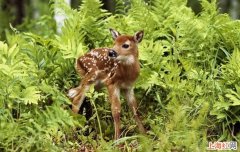 幼鹿养殖注意那些事项