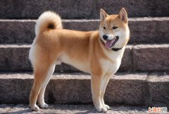 中华田园犬怎么养