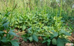 农村种植野菜前景如何