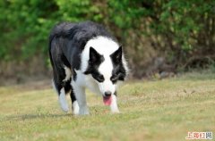 边境牧羊犬咬人吗