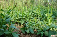 种植野菜前景如何