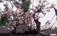 梅花怎样繁殖