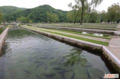 池塘怎么养鱼不容易死鱼