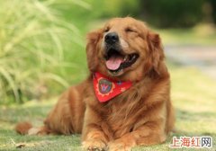 金毛犬怎么养才好