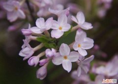 芫花怎么种植