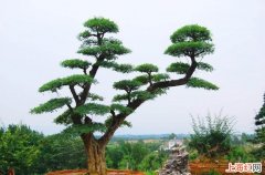 对节白蜡盆景如何保型