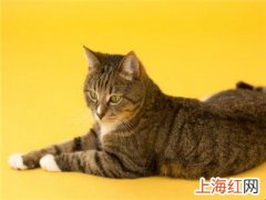 狸花猫幼仔怎么养