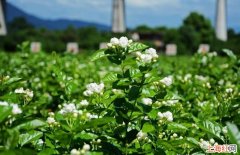 茉莉花叶子发黄怎么办