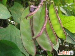 四月五月适宜种植什么蔬菜