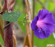 喇叭花是什么季节开的