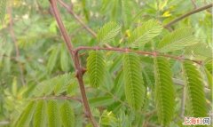 植物含羞草的特点是什么