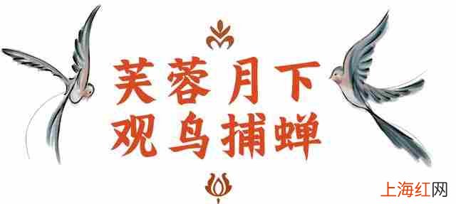 看鉴长安盛唐鹦鹉到长安 绿颊鹦鹉大还是凤梨鹦鹉体型大