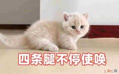 走路的时候猫咪为什么喜欢扑脚