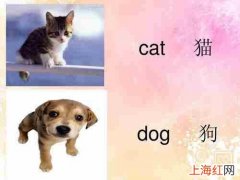 小猫小猫cat小狗小狗dog是什么歌