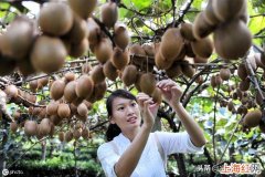 这十大品种统称 国际上的猕猴桃的品种大全